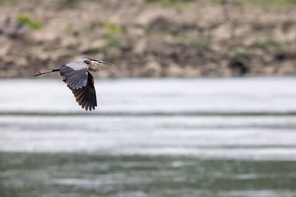 湖の上を飛んで開いて翼を持つグレートブルーヘロンの浅いフォーカスショット — ストック写真