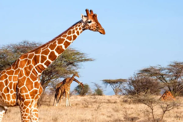 A beautiful portrait of a cute giraffe on the background of the blue sky