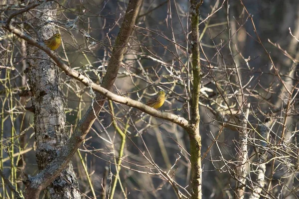 Szelektív Sárgafüstölő Emberiza Citrinella Egy Fán — Stock Fotó