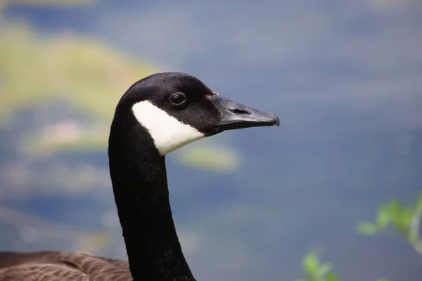 Closeup Shot Black Wild Goose — Stock Photo, Image