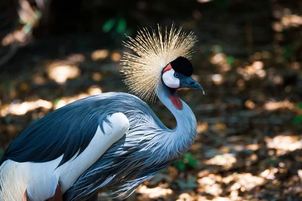 Het Close Portret Van Een Grijs Gekroonde Kraan Buiten Een — Stockfoto