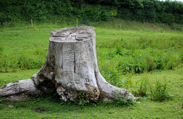 Tronco Albero Solitario Uno Sfondo Erboso — Foto Stock