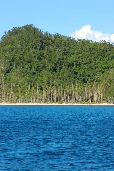 Вертикальний Знімок Пляжу Деревами Філіппінах — стокове фото