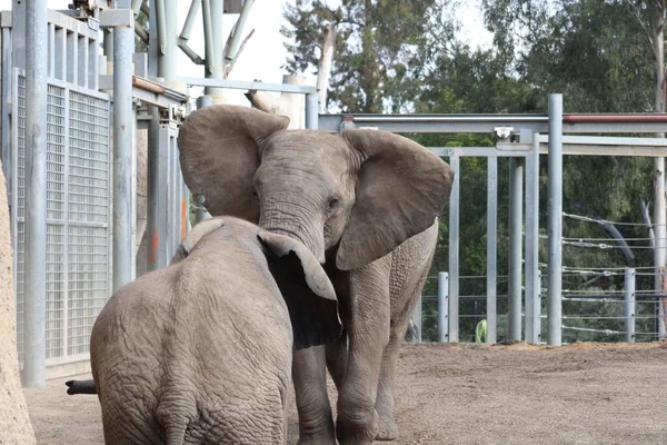 Une Vue Des Deux Éléphants Dans Zoo — Photo