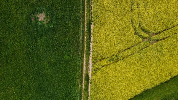 Вид Воздуха Желтые Рапсовые Зеленые Поля Германии — стоковое фото