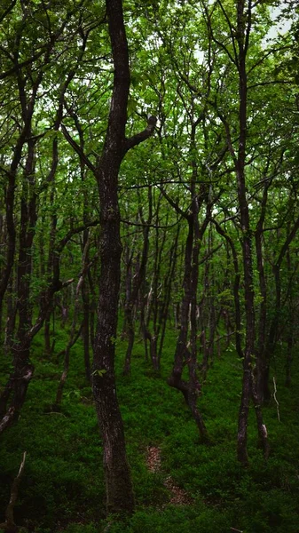 植生の濃い緑の森の垂直ショット — ストック写真