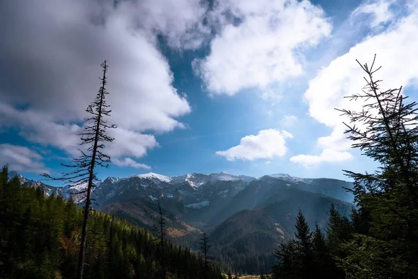 晴れた朝にはモミの木から高くそびえる山々の美しい風景 — ストック写真