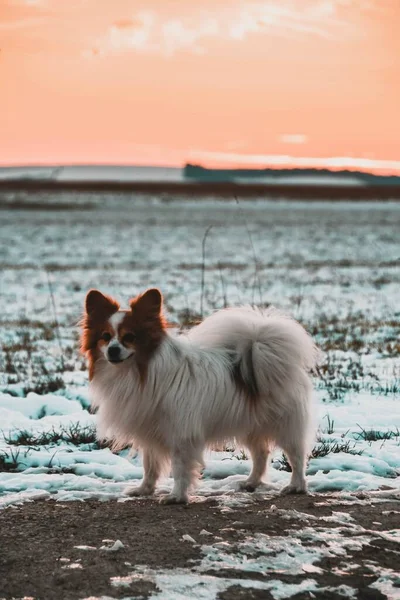 Ένα Ρωσικό Σκυλί Papillon Κυνοτροφείο Στέκεται Στο Χιόνι — Φωτογραφία Αρχείου