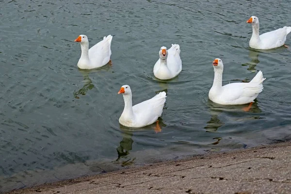 Emder Gänsegruppe Schwimmt See — Stockfoto