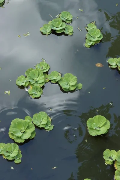 水の上に緑の花の植物のトップビュー — ストック写真