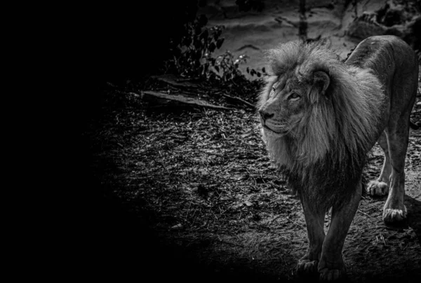 黒と白の美しいライオンのクローズアップショット — ストック写真