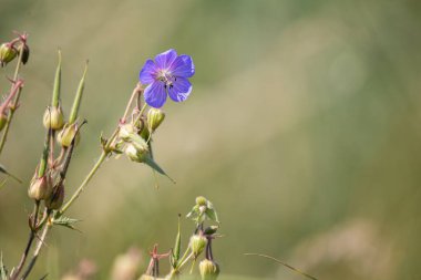 Güneş ışığı altında seçici bir mera sardunya fotoğrafı.