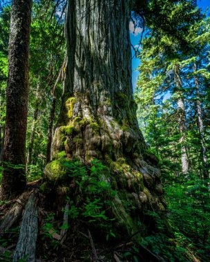 Dakota Ridge, Sunshine Coast, BC Kanada 'da antik sarı bir sedir ağacının dikey görüntüsü.