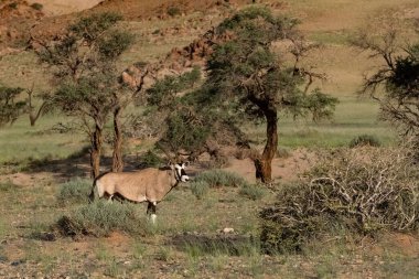 Namibya, Afrika antilobu bozkırda yürüyor, arka planda kırmızı kayalar.
