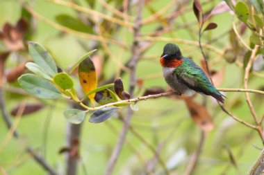 Yakut boğazlı sinekkuşunun, ağaç dalına tüneyen ve etrafa bakınan yakın çekimi.