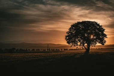 Tarlada yalnız bir ağaç siluetiyle dramatik bir gün batımı