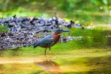 Gölette çizgili bir balıkçıl (Butorides striata) yakın plan çekimi