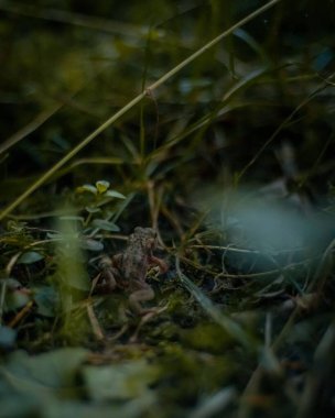 Yeşil orman zemininde küçük bir kurbağanın yakın çekimi.