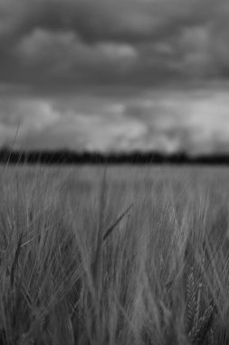 Gökyüzüne karşı dikey buğday tarlası, siyah ve beyaz fotoğraf