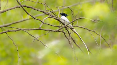 Bulanık arka planda güzel uzun beyaz kuyruğu olan ağaç dalındaki Hint cenneti sinekkapanı.