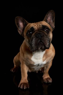 Kahverengi bir Fransız Bulldog 'un dikey yakın çekimi koyu bir arka planda izole edilmiş.