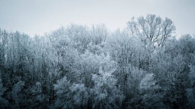 Karlı huş ağacının tepesi beyaz gökyüzü zeminine karşı