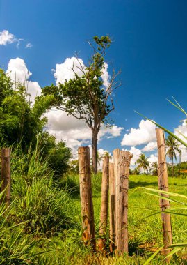 Mavi gökyüzünün arka planına karşı yeşil çayır ve ağaçların dikey görüntüsü.