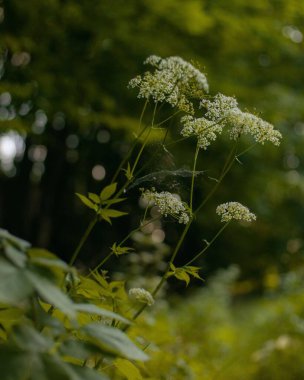 Bulanık arkaplan ile izole edilmiş bir yer yaşlısının yakın çekimi.