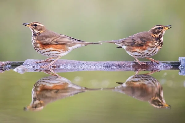 Closeup Two Redwings Reflected Water Surface Turdus Iliacus — Stock Photo, Image