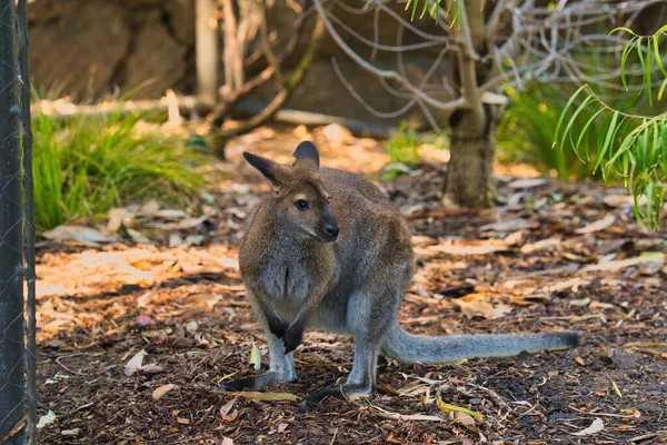 Selective Focus Shot Adorable Kangaroo Zoo — Stock Photo, Image