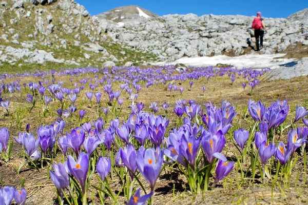 Closeup Purple Crocus Flowers Growing Field Sunlight — Stock Photo, Image