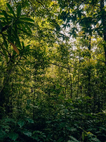 ハワイのジャングルの緑の熱帯の木の垂直 — ストック写真