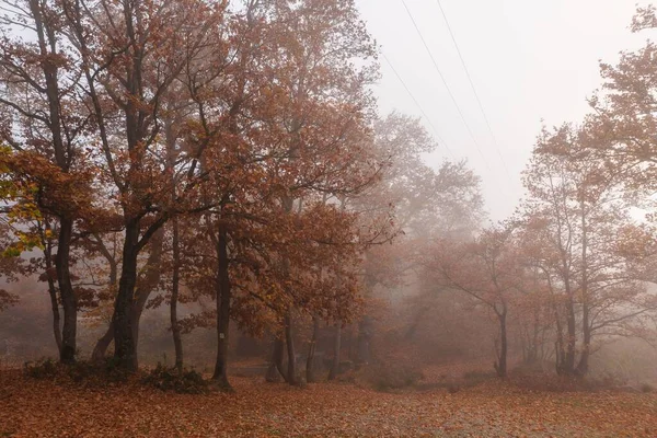 가을에 아름다운 수있다 — 스톡 사진