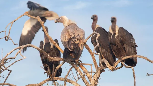 Hermoso Tiro Buitres Descansando Sobre Ramas Árboles Secos Bajo Cielo —  Fotos de Stock