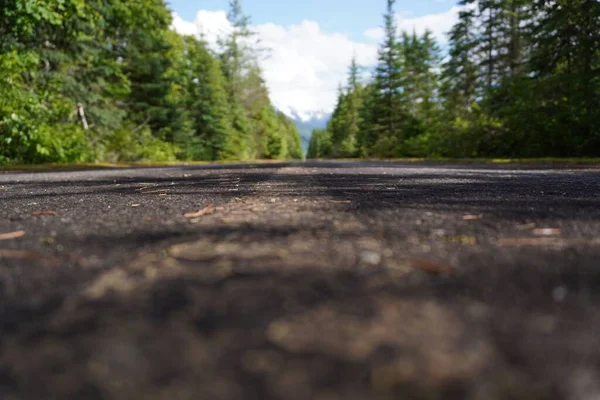 나무를 관통하는 도로에 아스팔트의 — 스톡 사진