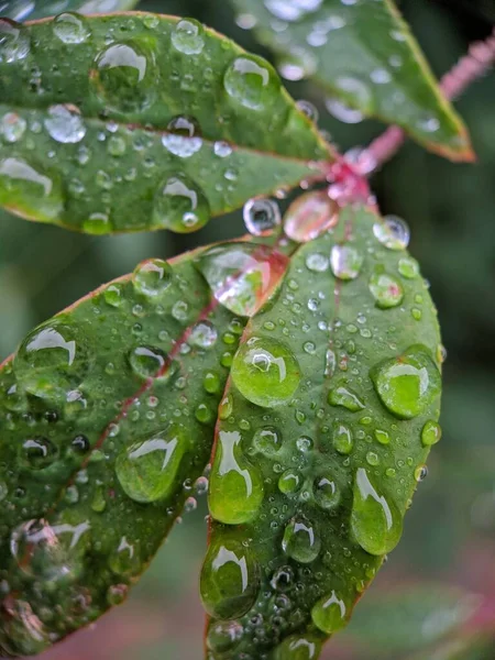 Macro Plan Vertical Feuilles Arbre Avec Des Gouttes Eau — Photo