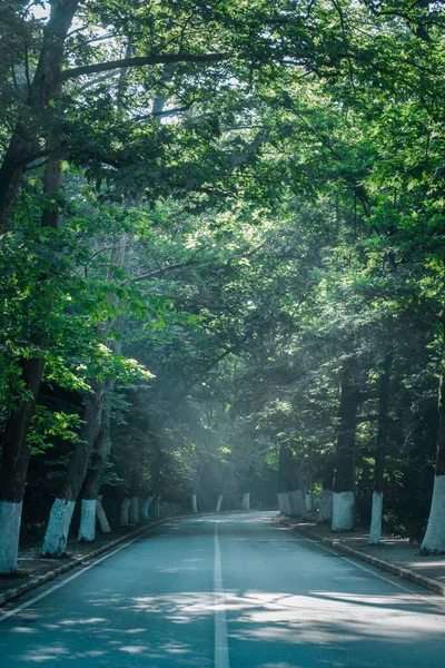Estrada Através Floresta Brilho Sol — Fotografia de Stock
