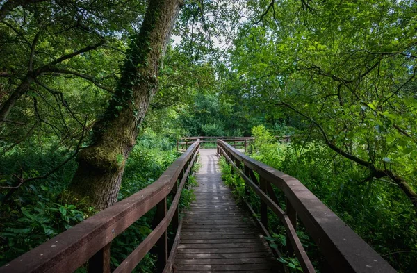 Ponte Madeira Através Floresta Godalming Inglaterra Reino Unido — Fotografia de Stock