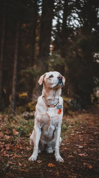 Vertical Closeup Labrador Retriever Dog Collar Addressee Sitting Forest Trees — Stock Photo, Image