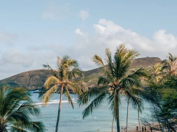 Живописный Вид Пальм Пляже Фоне Голубого Моря Гавайях — стоковое фото
