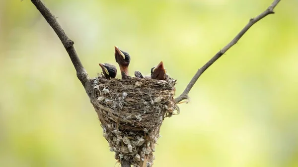 Bird Nest Newborn Chicks Paradise Flycatcher Located Tree Branch Forest — Stock Photo, Image