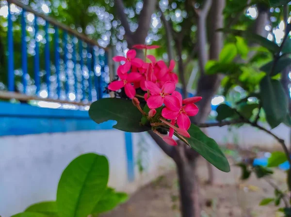 Lxoroideae Jungle Geranium Taken High Angle Shot Photo — стокове фото