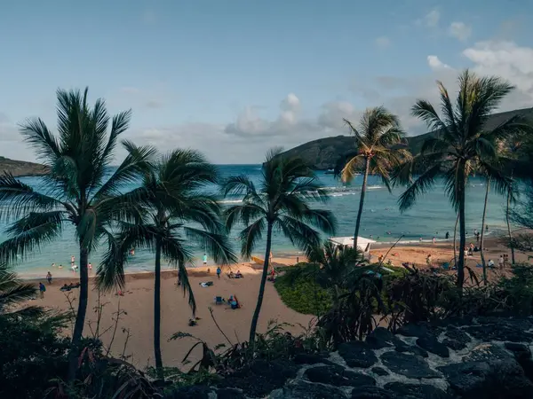 Een Schilderachtig Uitzicht Palmbomen Een Strand Tegen Een Blauwe Zee — Stockfoto