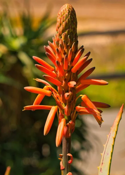 Enfoque Selectivo Planta Aloe Vera Floreciente —  Fotos de Stock