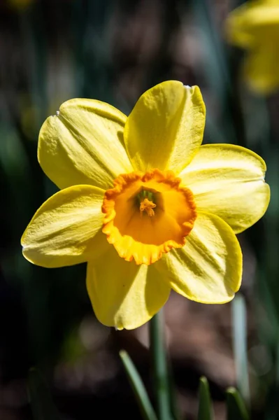 Primer Plano Vertical Narciso Salvaje Amarillo Que Crece Luz Del — Foto de Stock