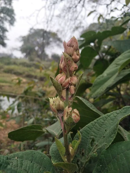 Clerodendrum Infortunatum Bhat Oder Hill Glory Laube Blume Und Knospen — Stockfoto