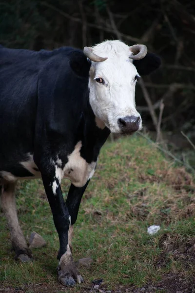 Tiro Vertical Uma Vaca Preta Branca Luz Dia — Fotografia de Stock