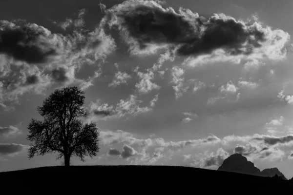 Bir Ağacın Gri Ölçekli Görüntüsü Gökyüzündeki Manzaralı Bulutlar — Stok fotoğraf