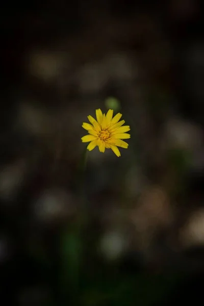 Solo Una Pequeña Flor Amarilla —  Fotos de Stock