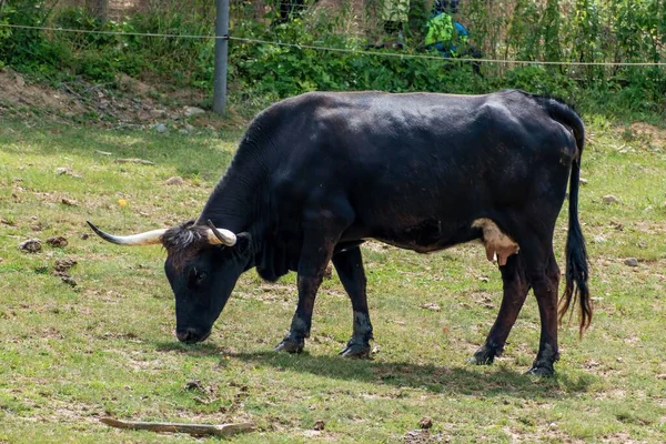 Bos Primigenius Aurochs Cría Rescate Pueblo Modra Moravia Del Sur — Foto de Stock